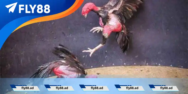 Gà kiểng Tân Châu Gà kiểng Tân Châu